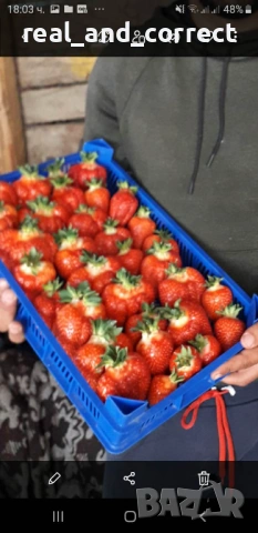 ВЪЛШЕБЕН Целогодишен Разсад Корени - Ягоди и Малини, снимка 10 - Разсади - 53687906