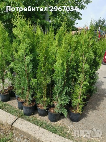 Туя фастигията 