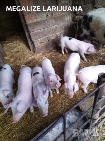 Продавам прасенца