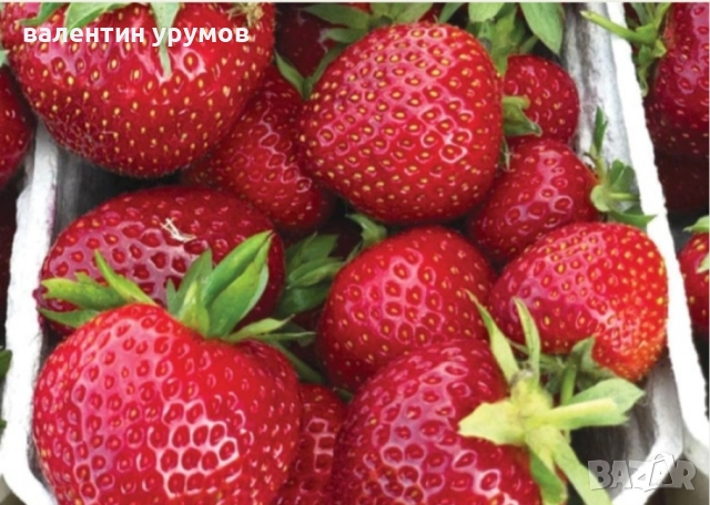 Разсад ягоди , снимка 1