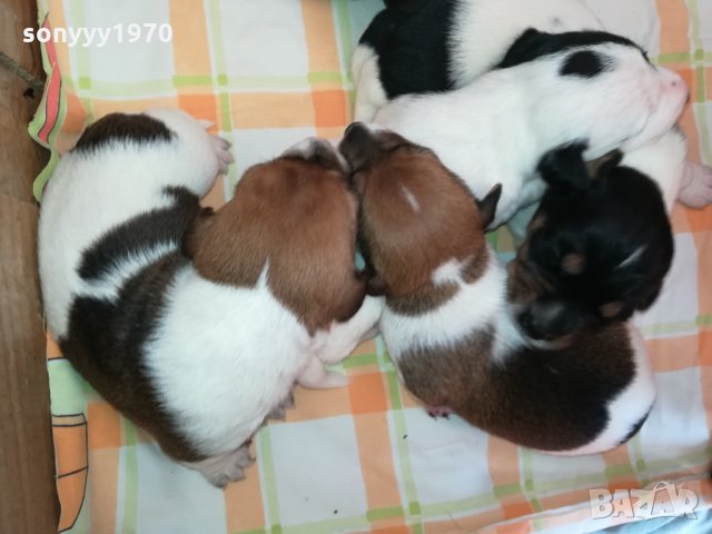 ДЖАКЧЕ СЛАДКО БОНБОНЧЕ 0303221618, снимка 2 - Джак ръсел териер - 35981375