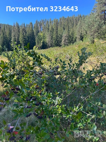 Сироп от Арония , снимка 2 - Домашни напитки - 51550984