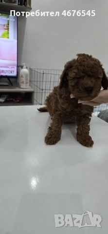 Мини пудел, снимка 4 - Пудели - 52876822