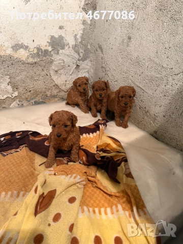 Той пуделй женски 