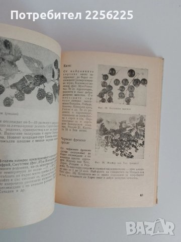Дворна градина, снимка 5 - Специализирана литература - 51093439