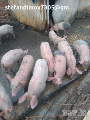малки прасенца над 25кг., снимка 3 - Прасета - 51862790