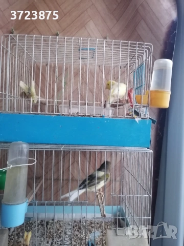 Канари, снимка 2 - Канари - 53143778