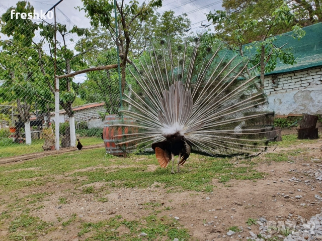 Пауни, снимка 4 - други­ - 52890043