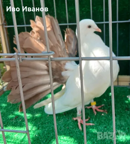 Гълъби Фенерлии