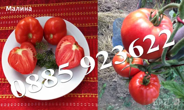 100+ Био Семена Стари Селски Сортове Домат, Краставици, Тютюн, Люти Чушки + ПОДАРЪК, снимка 6 - Сортови семена и луковици - 38801257