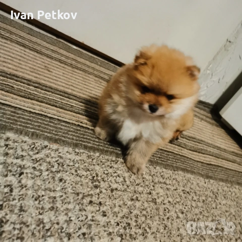 померан, померанчета, снимка 3 - Померан - 53431412