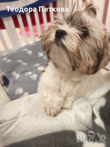 мини йоркширски териер , снимка 5 - Йоркширски териер - 53647825