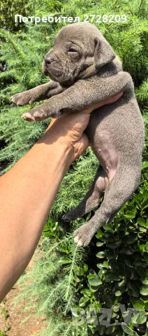 Американско Були Хл/American Bully XL , снимка 9 - Питбул - 55891222