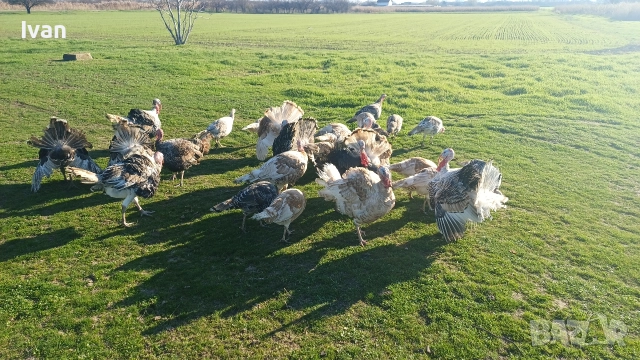 Продават се Домашни Пуйки С.Царацово , снимка 2 - Кокошки и пуйки - 52800604