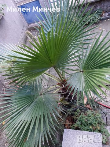 Продавам палма "Вашингтония", "Вашингтон", снимка 8 - Стайни растения - 38726415