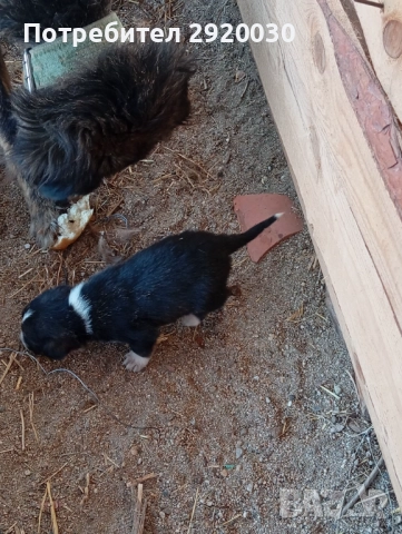 Кученца каракачани, снимка 3 - Каракачанска овчарка - 52457599