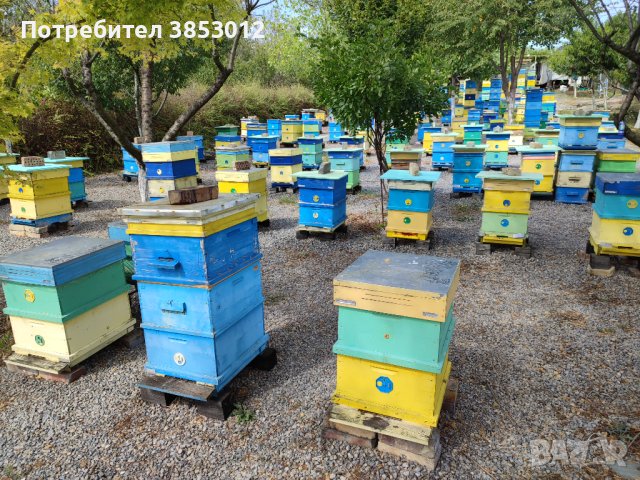 Пчелни семейства кошери ., снимка 6 - За пчели - 42339446