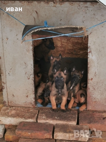 продам белгийски овчарки малиноа 