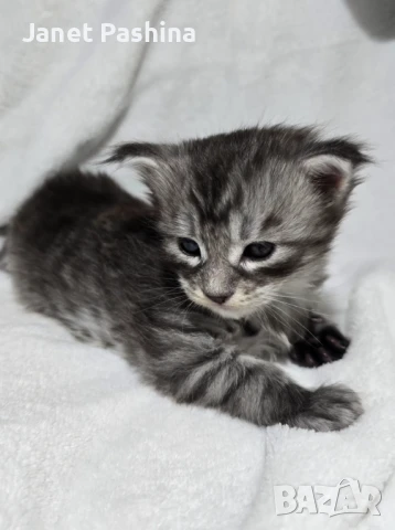 Чистокръвни Мейн Куун котенца , снимка 10 - Мейн кун - 48431594