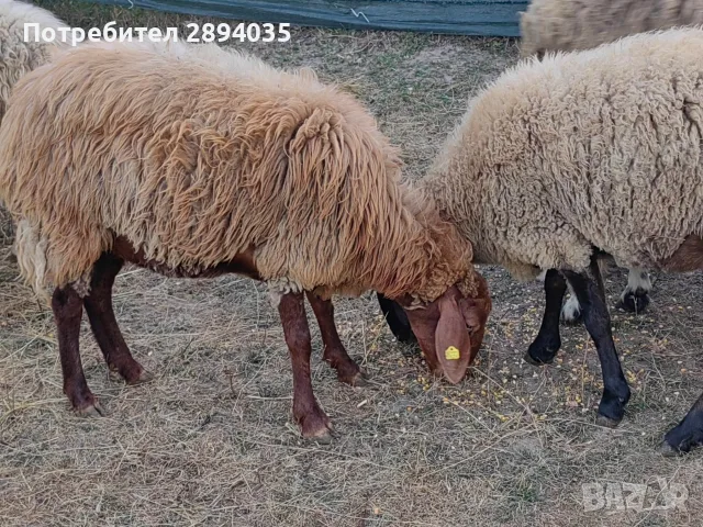 бартер за крави телета , снимка 6 - Овце - 55868544