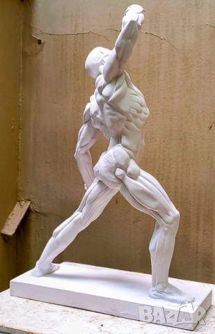 Екорше / Анатомична фигура / Гипсов модел, снимка 7 - Други - 51458325