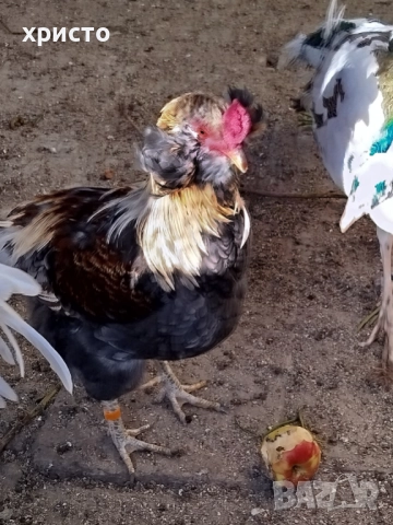 Петел Араукана, снимка 2 - други­ - 52431422