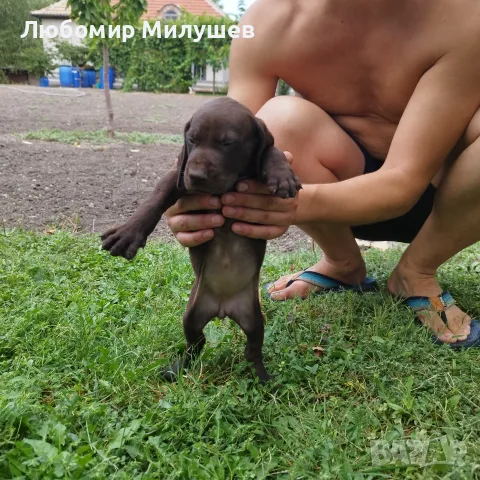 Курцхарчетаостанаха две женски, снимка 3 - Курцхаар - 56061474