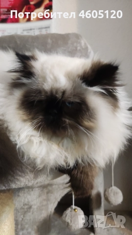 Мъжки персийски колорпойнт, снимка 6 - Персийска - 51839747