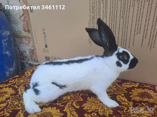 Предлагам зайци за клане и разплод., снимка 2 - Декоративни зайчета - 56062817