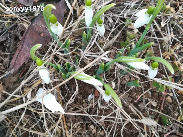 2025г-КОКИЧЕНЦА С ЛУКОВИЦИ В САКСИЯ С ПОЧВА 2701251600 , снимка 2 - Градински цветя и растения - 48849770