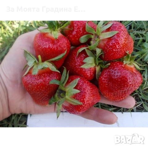 Ягода - Клери , снимка 2 - Разсади - 53623576