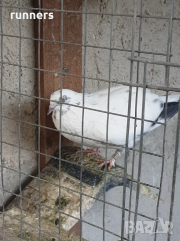 Гълъби , снимка 4 - Гълъби - 52439618