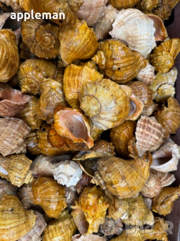 продавам лакирани рапани за домашни потреби и декорация, снимка 5 - Други - 53749150