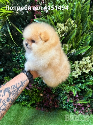 Померан момче, снимка 5 - Померан - 53748867