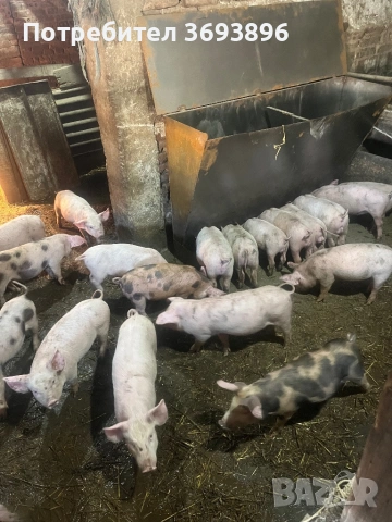 Продавам малки прасенца прасета