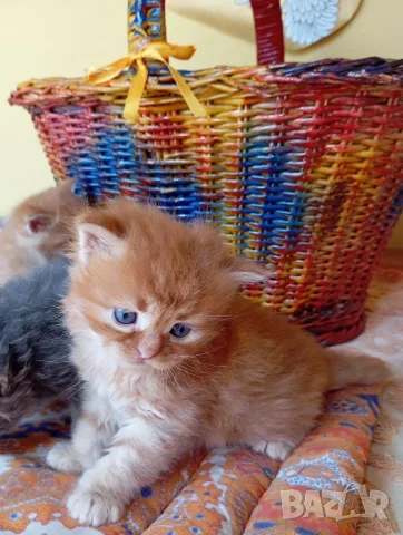 Сибирски котенца, сибирче, хипоалергично, коте, сибирска котка, снимка 10 - Сибирски - 56132083