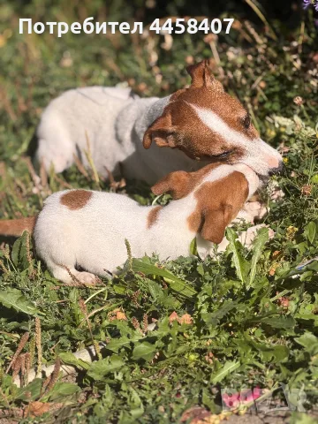 🐶 Продава се чистокръвен Джак Ръсел ❤️, снимка 4 - Джак ръсел териер - 56226393