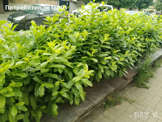 Лавровишна новита 4лв, снимка 5 - Градински цветя и растения - 51303378