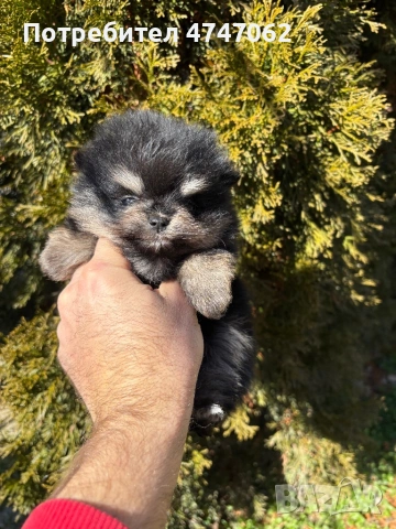 Померан мъжки и женски, снимка 3 - Померан - 53613781