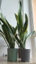 Сансевиера / Sansevieria trifasciata  , снимка 10