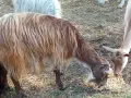 свободни 6 кози + 2 ярета , снимка 6