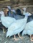 продавам ярки пилета яйца кокошки петли , снимка 1 - Кокошки и пуйки - 41738818
