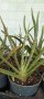 Aloe Wera, снимка 1 - Стайни растения - 41893897