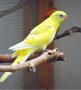 Пойни Папагали, снимка 9