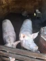🐷 Продавам бели прасета (прасенца) 🐖 мъжки скопени – 100 кг. гр. Кнежа - 1 свободно, снимка 3