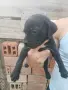 Кане корсо чистокръвни , снимка 1
