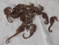 Стари, изсушени, сухи морски кончета, морско конче, снимка 4
