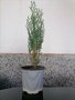 Кипарис обикновен(Cupressus sempervirens,размер около 40см.в контейнер от 0.5л., снимка 1 - Градински цветя и растения - 41877179