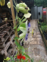 Пасифлора - Passiflora   Налични 4 вида , снимка 6