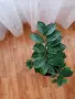 Замиокулкас цвете, снимка 4